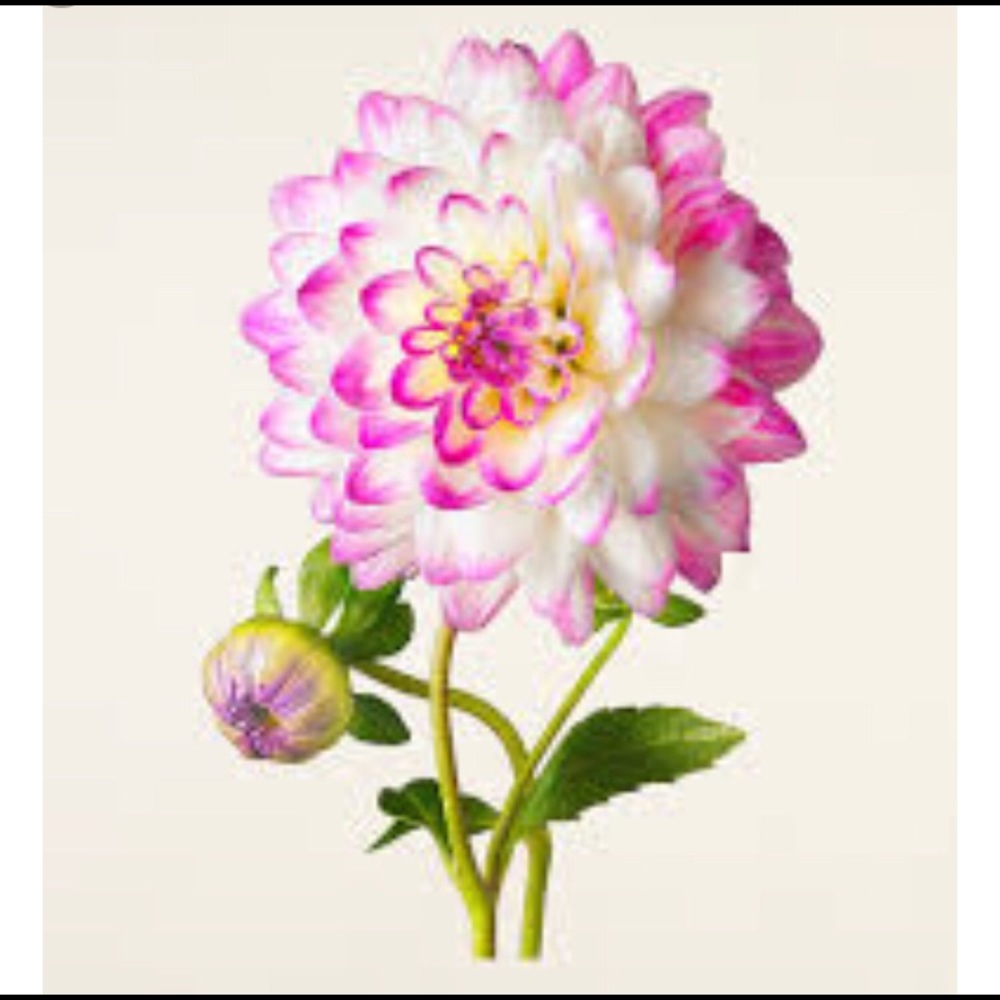 Meet your Posher, Josselyn